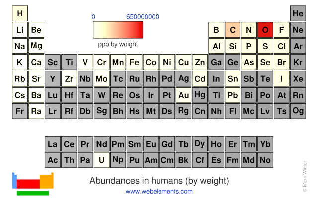 Image showing periodicity of the chemical elements for abundances in humans (by weight) in a periodic table heatscape style.
